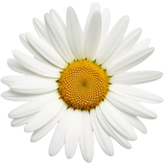 Flores de Bach para niños Margarita